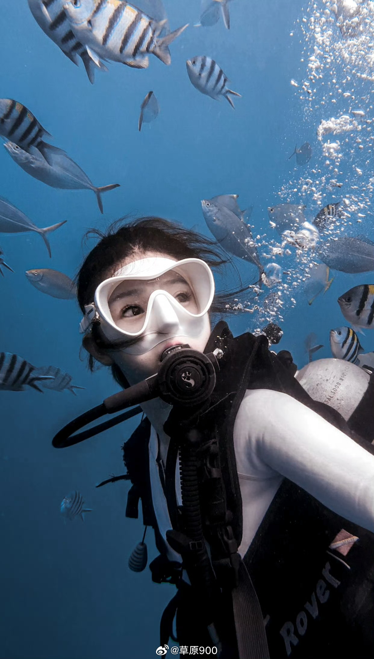 A diver surrounded by tropical fish, showcasing the island’s crystal-clear underwater world